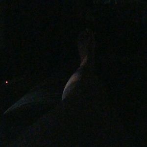 Meet your Posher, Monea